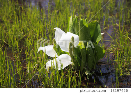 Water Basho 18197436