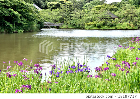 Iris iris (Sankei en garden) 18197717