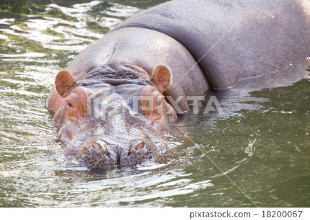 Swim hippopotamus 18200067