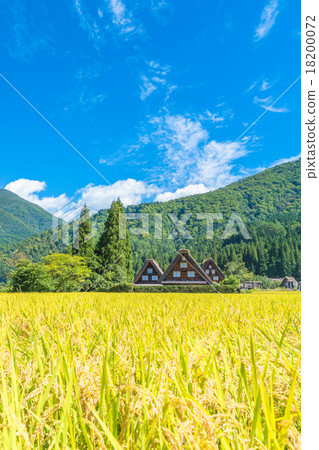 Shirakawa Town in autumn [Villa with rice field] 18200072