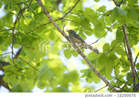 Bulbul Bulbul 18200078