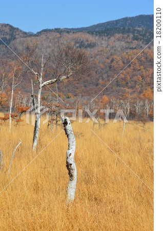 日光/ Senjogahara（栃木縣日光市） 18200110