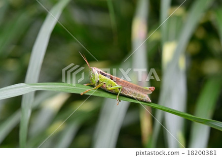 Tonosama beatta Tonosama beatta 18200381