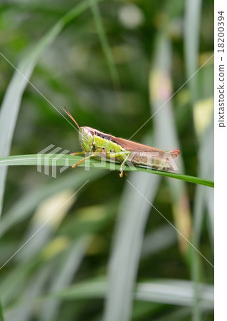 Tonosama beatta Tonosama beatta 18200394