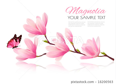 Flower background with blossom branch of magnolia Flower background with blossom branch of magnolia 18200563