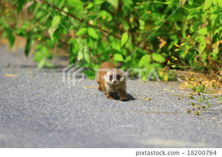 Wild weasel Wild weasel 18200764