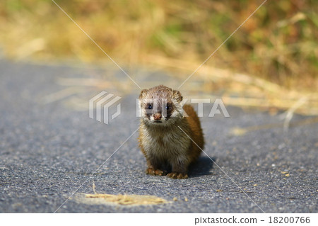 野鼬鼠 野鼬鼠 18200766