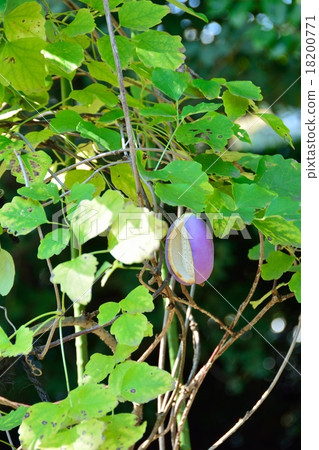 Akabane noodles 18200771