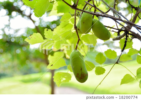 Akabane noodles 18200774