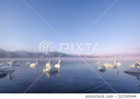 屈斜路天鵝湖 18200944