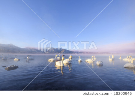 屈斜路天鵝湖 18200946