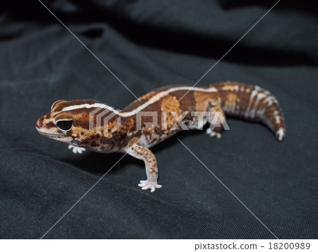 Nishi Africa Lizard (striped) whole body Nishi Africa Lizard (striped) whole body 18200989
