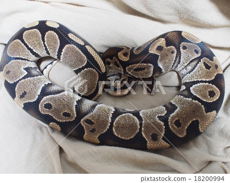 Ball Pythonic snake whole body Ball Pythonic snake whole body 18200994