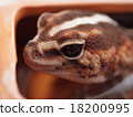 Nishi Africa Lizards（White Out）特寫鏡頭 18200995