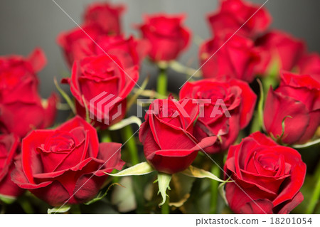 Roses Roses 18201054