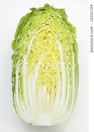 Chinese cabbage from Hokkaido Chinese cabbage from Hokkaido 18201104