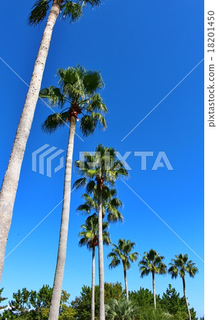 在國家明石海峽公園的棕櫚樹 18201450
