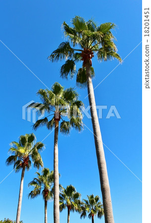Palm trees at national Akashi Kaikyo Park Palm trees at national Akashi Kaikyo Park 18201451