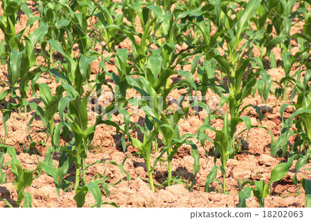 Cornfield Cornfield 18202063