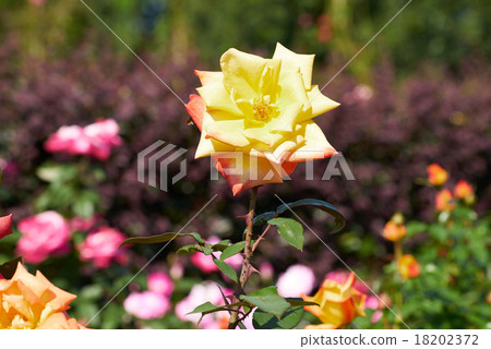 玫瑰花枝,高雄(花菜園,平塚) 玫瑰花枝,高雄(花菜園,平塚) 18202372