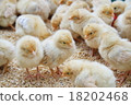 A group of chicks 18202468