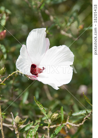 A native Australian hibiscus A native Australian hibiscus 18205418