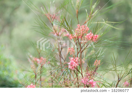 Grevire 'Elegance' sideways 18206077