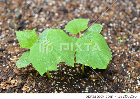 Sprout 18206250