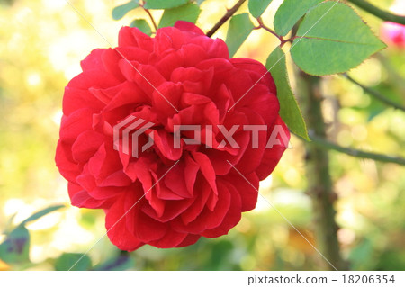 Roses (red) 18206354