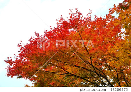 秋天的樹葉 18206373