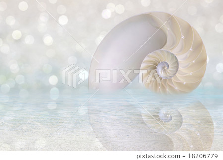 Nautilus shell cut 18206779