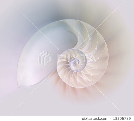 Nautilus shell cut 18206789