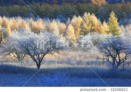 Odashiro is Hara Odashiro is Hara 18206821