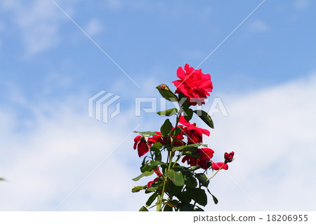 Rose flowers USA 18206955