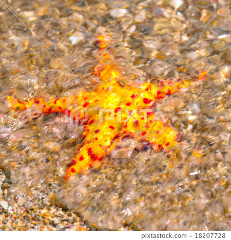 Starfish in ocean waves Starfish in ocean waves 18207728