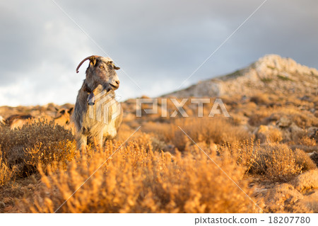Domestic goat in mountains. 18207780
