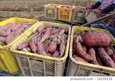 貝尼哈魯卡茨城縣常陸那珂市,收穫用於乾土豆的地瓜 貝尼哈魯卡茨城縣常陸那珂市,收穫用於乾土豆的地瓜 18209138