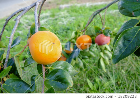 Persimmon persimmon tree Persimmon persimmon tree 18209228
