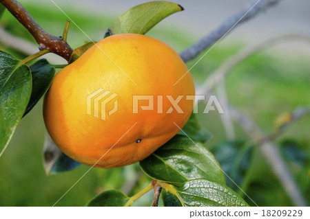 Persimmon persimmon tree Persimmon persimmon tree 18209229