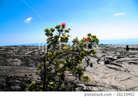 Lehua blooming in lava Lehua blooming in lava 18210402