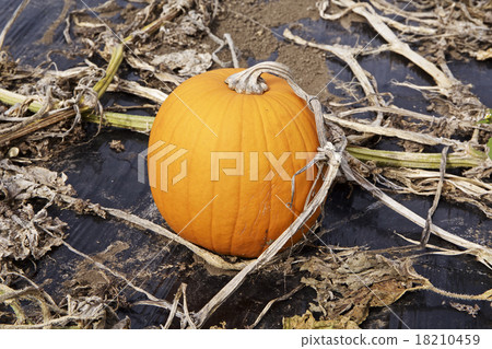Pumpkin in autumn 18210459