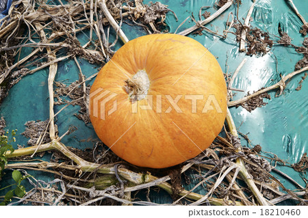 Pumpkin in autumn 18210460