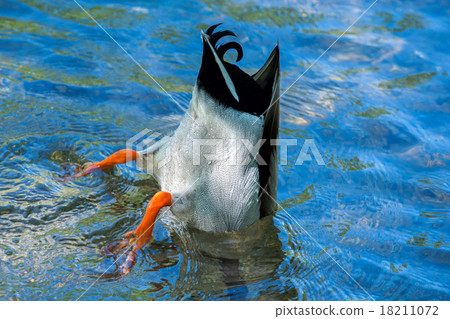 duck while diving in the deep blue water duck while diving in the deep blue water 18211072