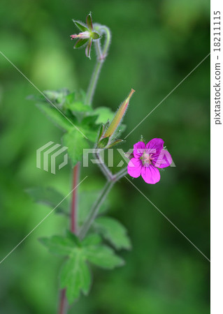 Geranium thunbergii 18211115