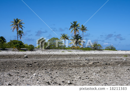 Tropical island. Coral fields and palm trees. 18211383