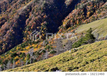 秋葉Jirau-kuu和白色吠聲森林1 18211460