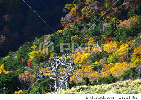 Yellow leaves and white bones forest Yellow leaves and white bones forest 18211462