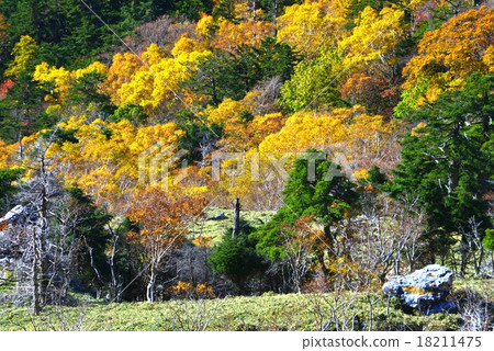 Yellow leaf bamboo forest 3 (Jiro Tokushima prefecture) Yellow leaf bamboo forest 3 (Jiro Tokushima prefecture) 18211475