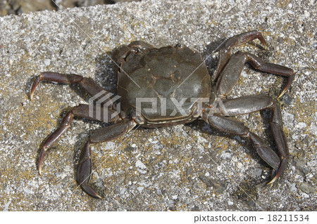 Mokugu crab 18211534