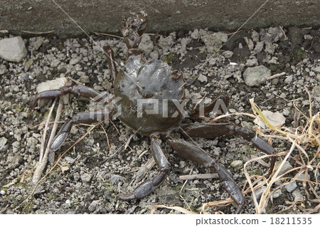 Mokugu crab 18211535